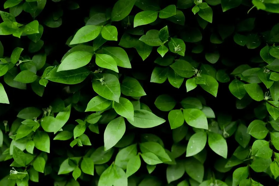 Greens & Outdoors at ABHEE GREEN ACRES, Bangalore